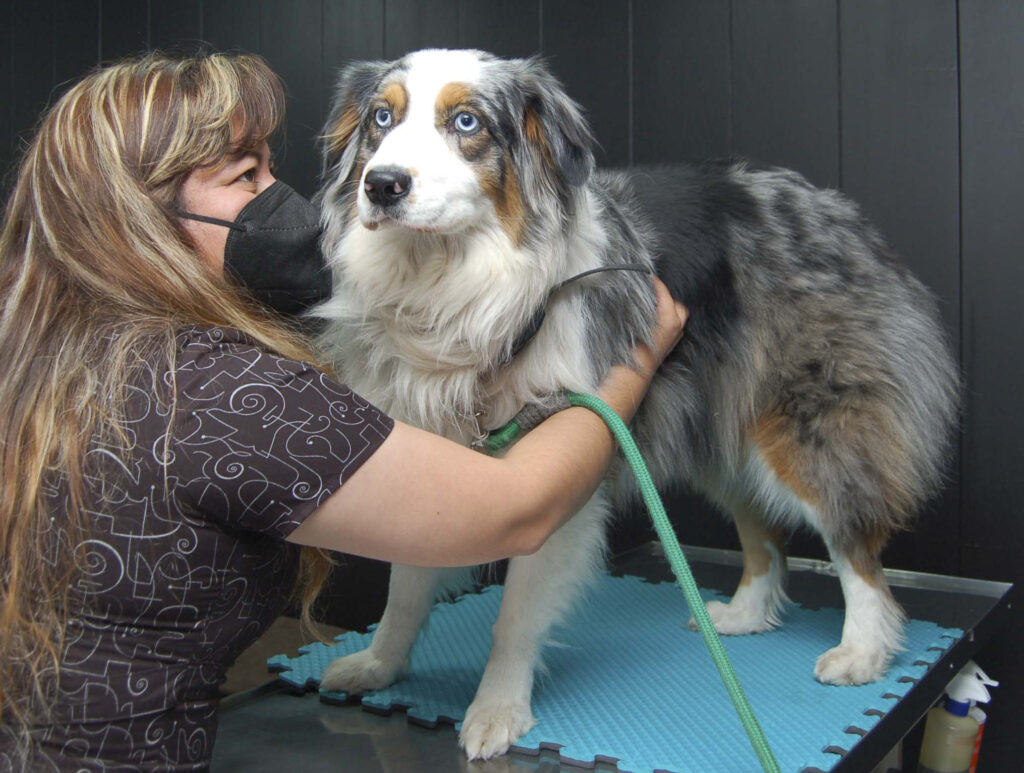 Hospital veterinario, clínica veterinaria, clínica para perros, hospital para mascotas 