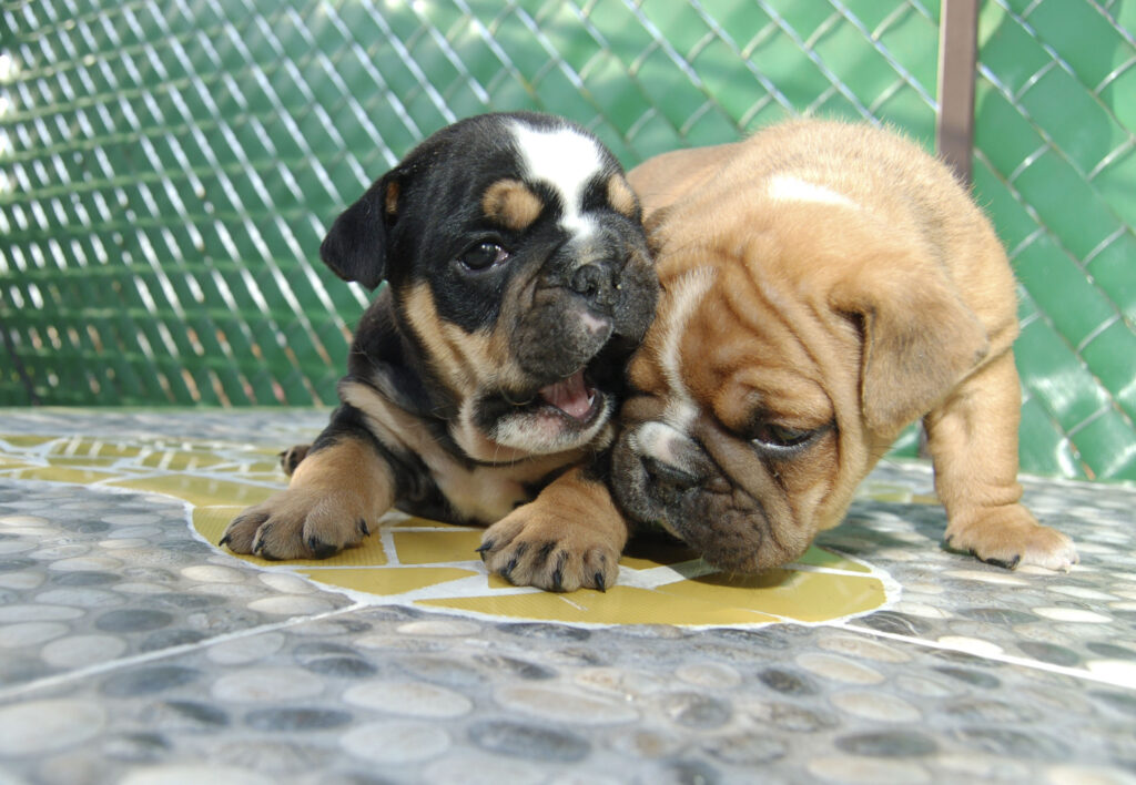 Hospital veterinario, clínica veterinaria, clínica para perros, hospital para mascotas 